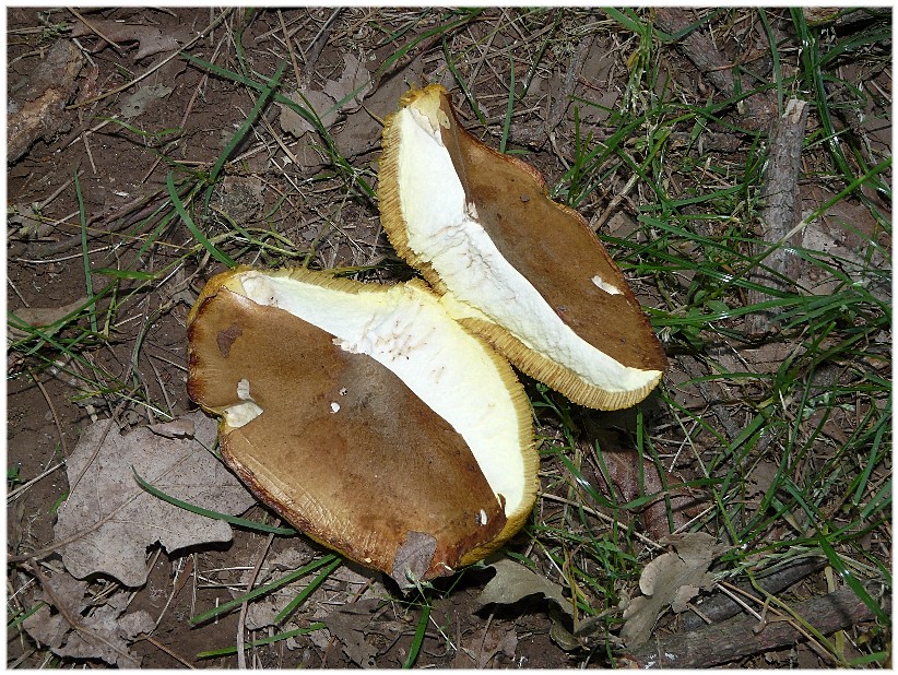 Stesso Boletus...?